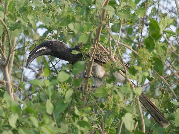 <h3><a href="/trips/tanzania/biota/animalia/chordata/aves/038 bucerotiformes/003 bucerotidae/tockus nasutus/tockus nasutus-nl.html">Tockus&nbsp;nasutus</a> / African&nbsp;grey&nbsp;hornbill / Grijze&nbsp;tok</h3>OM-1 Mark II met OLYMPUS M.150-400mm F4.5, 1/2000 sec  bij F4.5, ISO 2500, afstand 11.4&nbsp;m